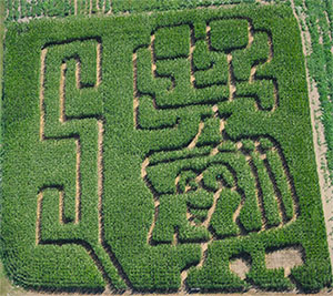 Big 10-acre Corn Maze at Bob's Corn, Maze & Pumpkin Patch in Snohomish ...